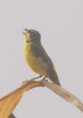 /album/photogallery/yellow-fronted-canary-2-gambia-nov-jpg/